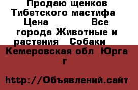 Продаю щенков Тибетского мастифа › Цена ­ 45 000 - Все города Животные и растения » Собаки   . Кемеровская обл.,Юрга г.